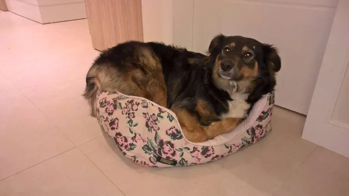 Cachorro ra a SRD idade 3 anos nome Emmily