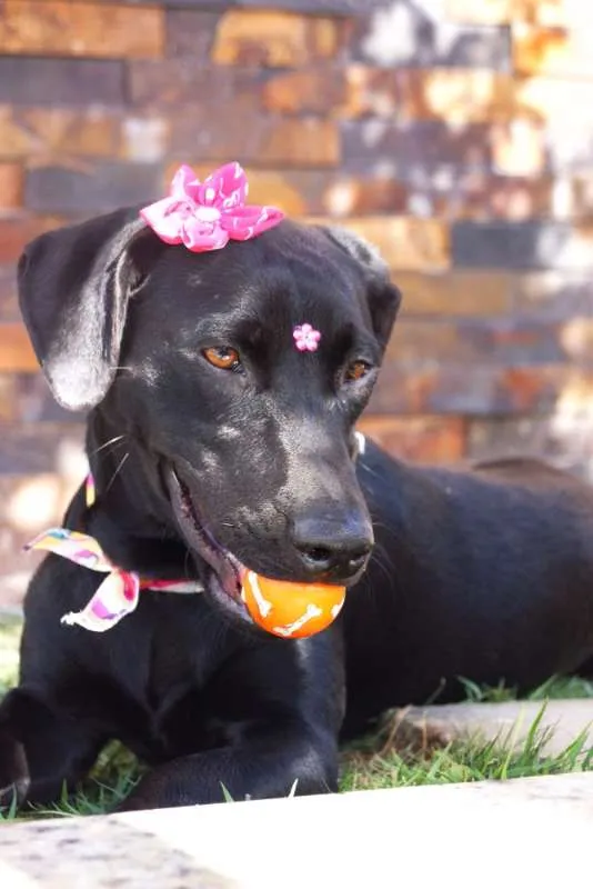Cachorro ra a SRD idade 1 ano nome Rebeca