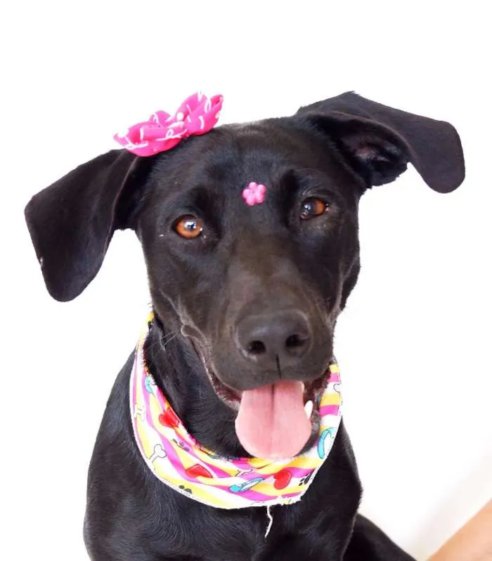 Cachorro ra a SRD idade 1 ano nome Rebeca