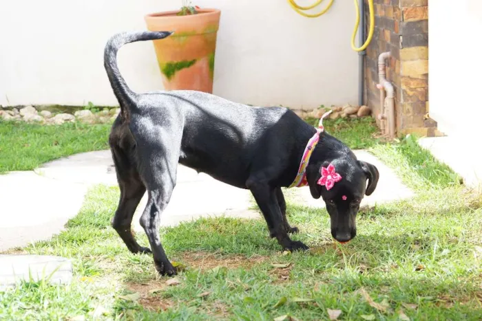 Cachorro ra a SRD idade 1 ano nome Rebeca