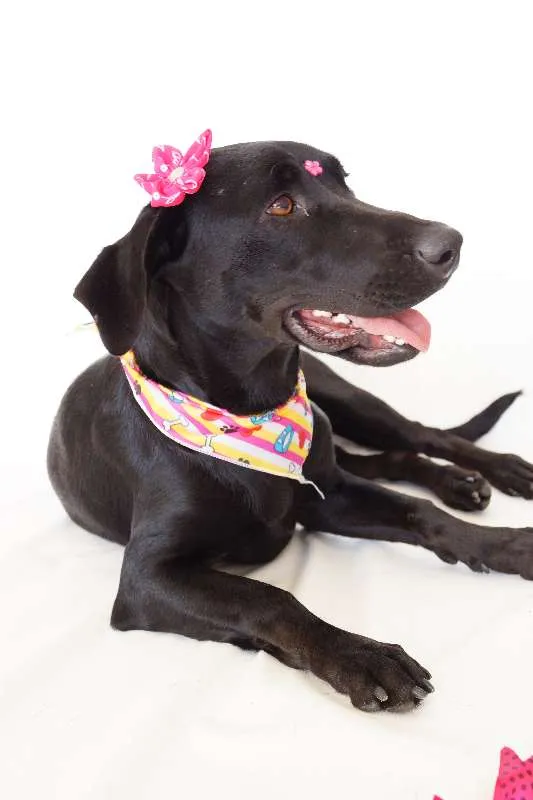 Cachorro ra a SRD idade 1 ano nome Rebeca