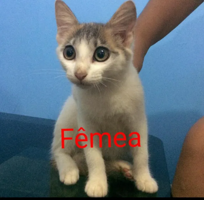 Gato ra a Sem raça definida  idade  nome Filhotes 