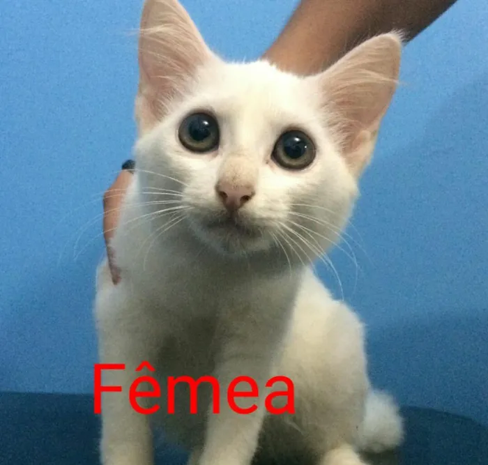 Gato ra a Sem raça definida  idade  nome Filhotes 