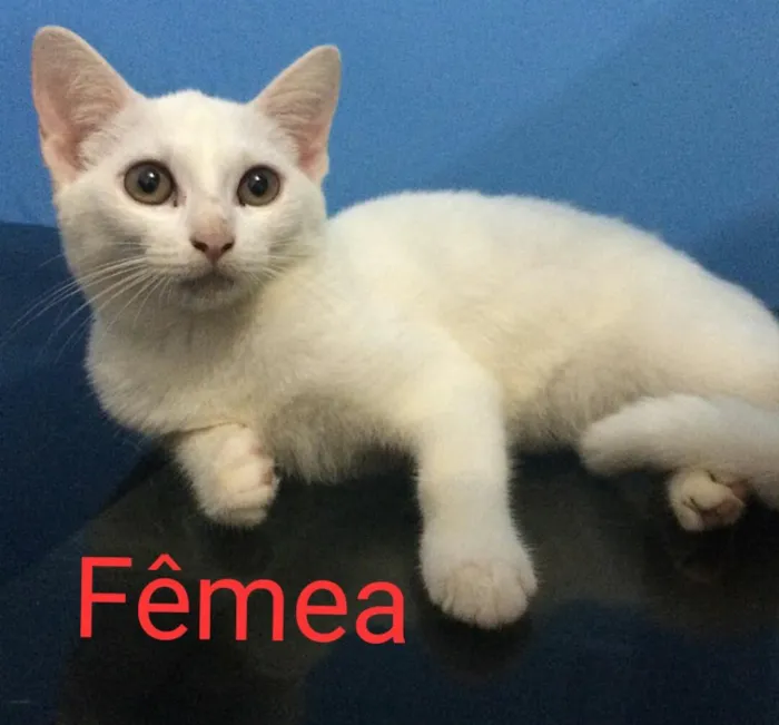 Gato ra a Sem raça definida  idade  nome Filhotes 