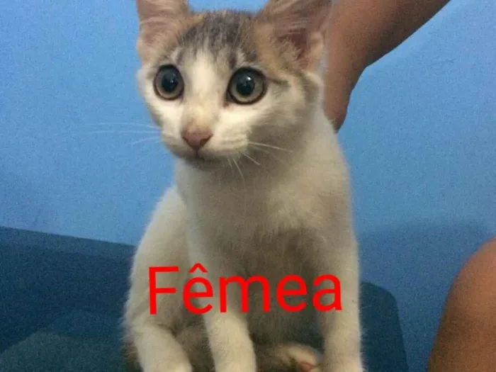 Gato ra a Sem raça definida  idade  nome Filhotes 