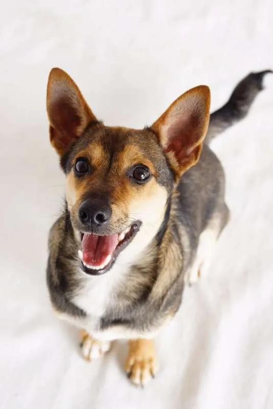 Cachorro ra a SRD idade 7 a 11 meses nome Tobias