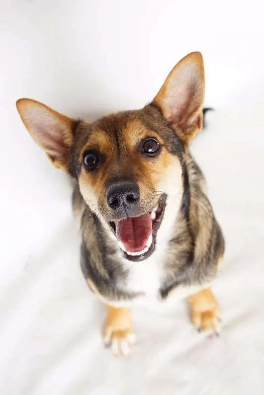 Cachorro ra a SRD idade 7 a 11 meses nome Tobias