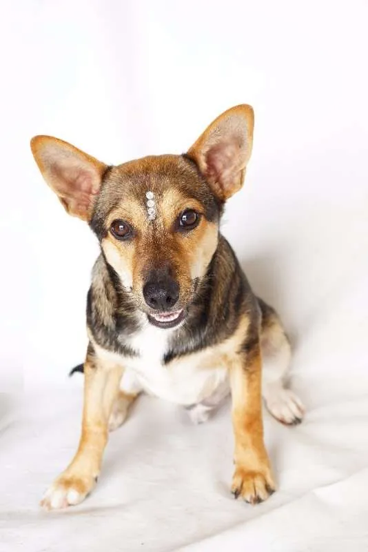 Cachorro ra a SRD idade 7 a 11 meses nome Tobias