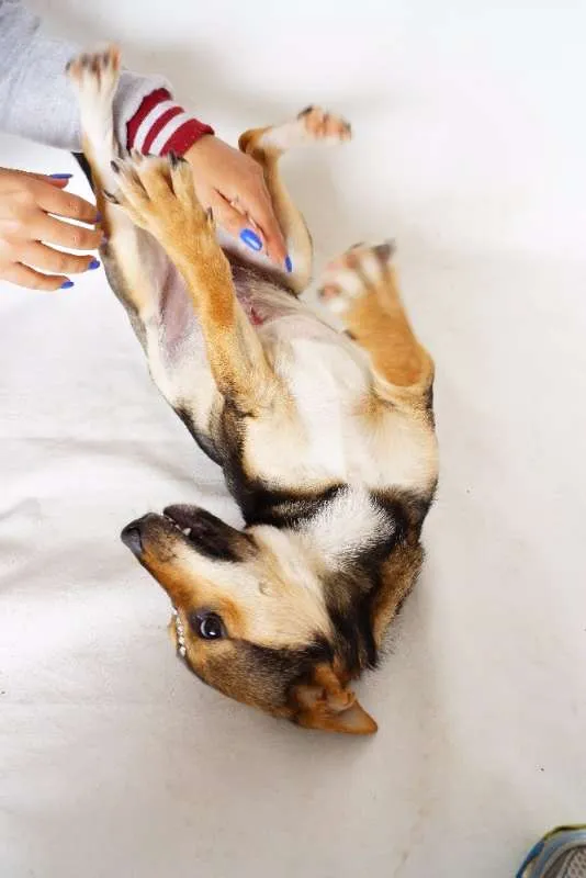 Cachorro ra a SRD idade 7 a 11 meses nome Tobias