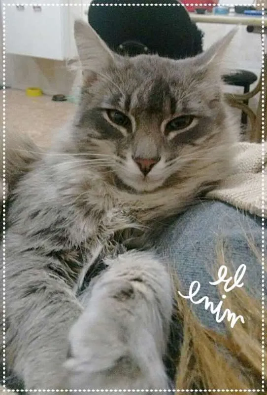 Gato ra a SRD idade 2 a 6 meses nome Charlie