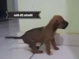 Não batizado