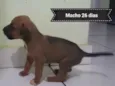 Não batizado