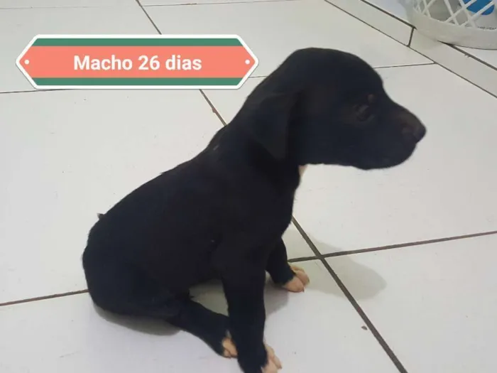 Cachorro ra a RND idade Abaixo de 2 meses nome Não batizado