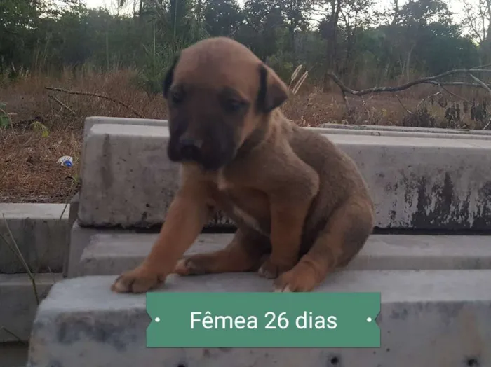 Cachorro ra a RND idade Abaixo de 2 meses nome Não batizado