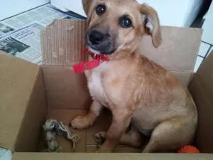 Cachorro raça Indefinido idade 7 a 11 meses nome Nina