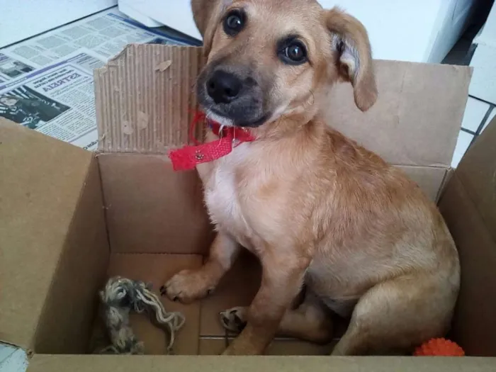 Cachorro ra a Indefinido idade 7 a 11 meses nome Nina