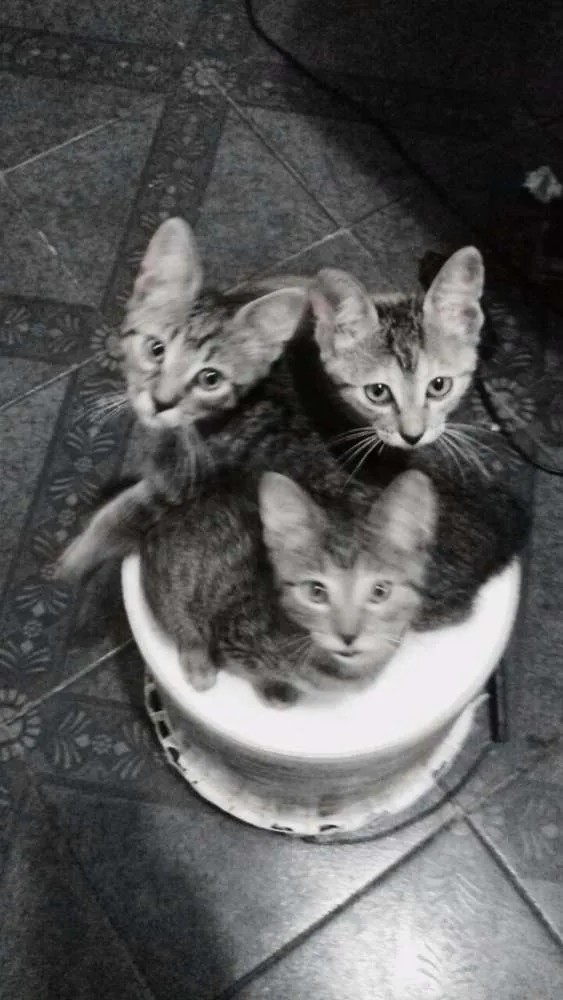 Gato raça  idade 2 a 6 meses nome Rogilha