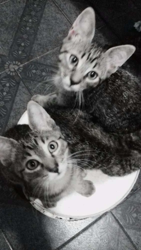 Gato raça  idade 2 a 6 meses nome Rogilha