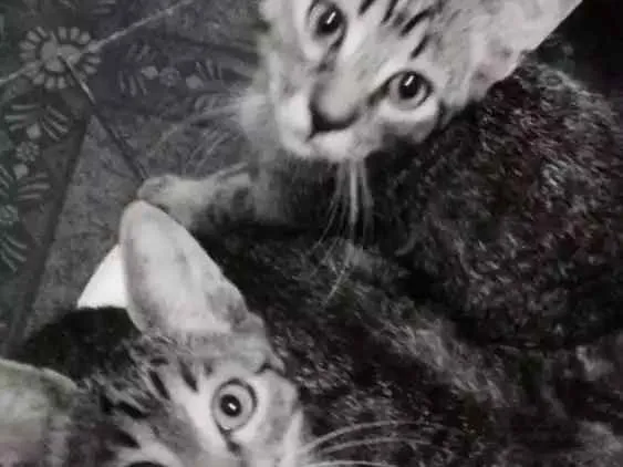 Gato raça  idade 2 a 6 meses nome Rogilha