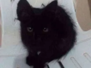 Gato raça vira lata idade Abaixo de 2 meses nome mia