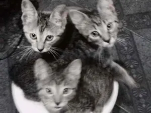 Gato raça  idade 2 a 6 meses nome Rogilha