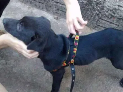 Cachorro raça  idade 2 a 6 meses nome princesa