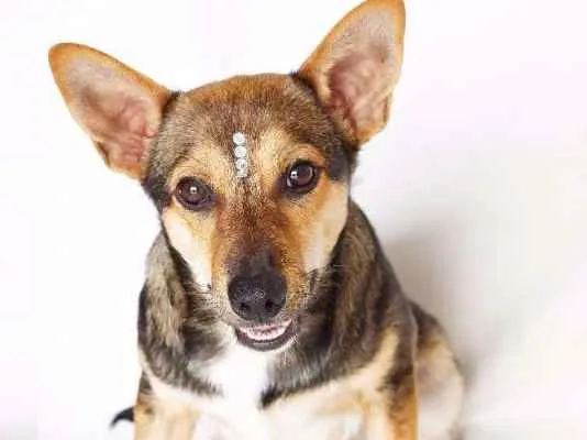 Cachorro ra a SRD idade 7 a 11 meses nome Tobias