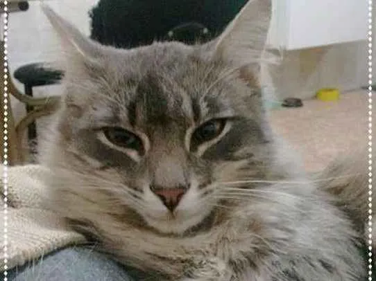 Gato ra a SRD idade 2 a 6 meses nome Charlie