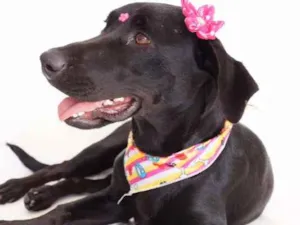 Cachorro raça SRD idade 1 ano nome Rebeca