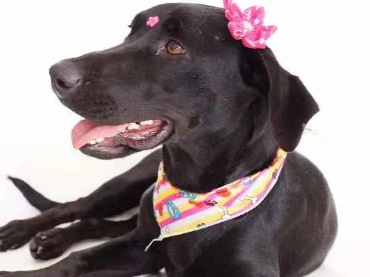 Cachorro ra a SRD idade 1 ano nome Rebeca