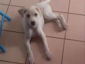 Cachorro raça SRD idade 2 a 6 meses nome Nina