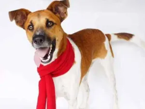 Cachorro raça SRD idade 1 ano nome Luwi