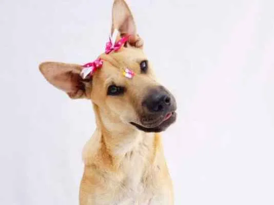 Cachorro ra a SRD idade 7 a 11 meses nome Frida