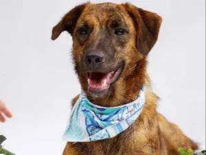 Cachorro raça SRD idade 2 anos nome Lino