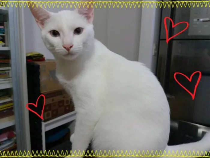 Gato ra a srd idade 7 a 11 meses nome Bernardo e Bianca