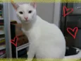 Bernardo e Bianca