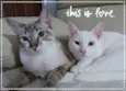 Bernardo e Bianca