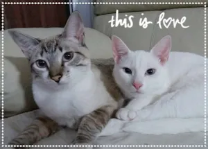 Gato raça srd idade 7 a 11 meses nome Bernardo e Bianca
