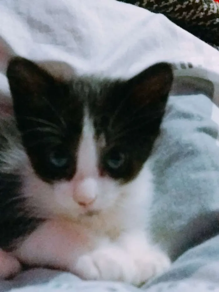 Gato ra a  idade Abaixo de 2 meses nome Sem nome