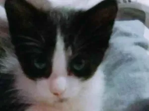 Gato raça  idade Abaixo de 2 meses nome Sem nome