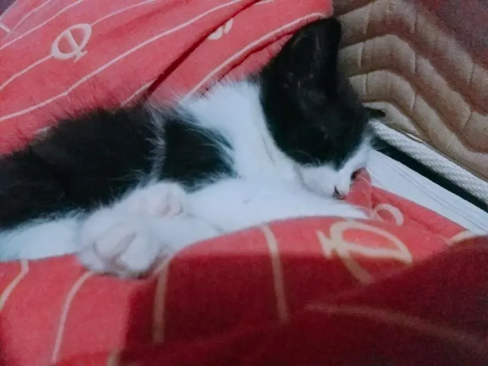 Gato ra a  idade Abaixo de 2 meses nome Sem nome