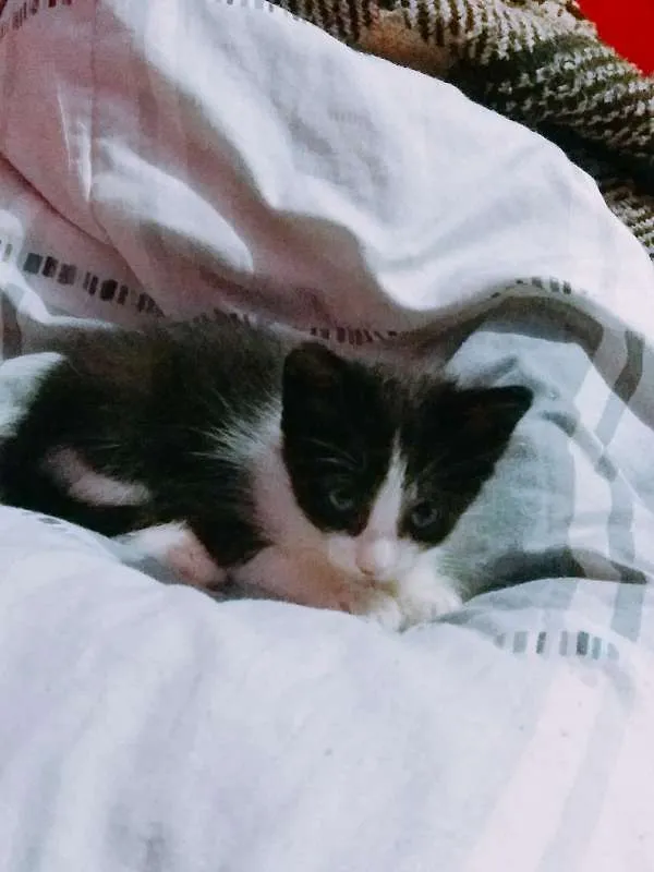Gato ra a  idade Abaixo de 2 meses nome Sem nome