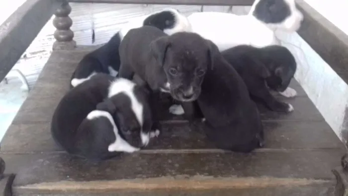 Cachorro ra a vira lata idade 2 a 6 meses nome Sem nome