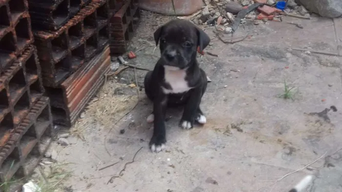 Cachorro ra a vira lata idade  nome Sem nome