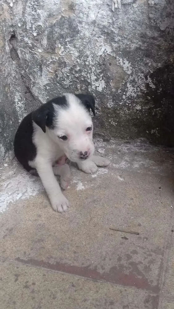 Cachorro ra a  idade  nome sem nome
