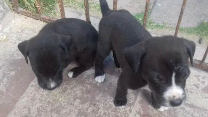 Cachorro ra a  idade  nome Sem nome 