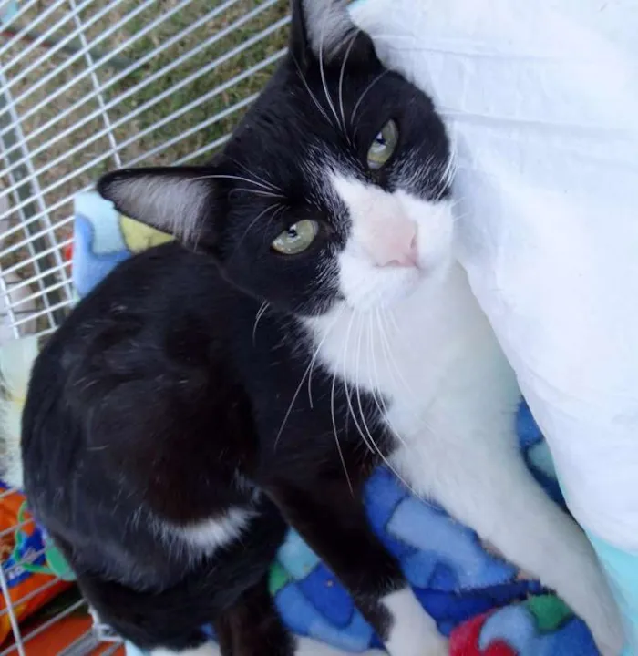 Gato ra a SRD idade 1 ano nome Julio