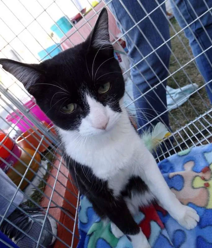 Gato ra a SRD idade 1 ano nome Julio