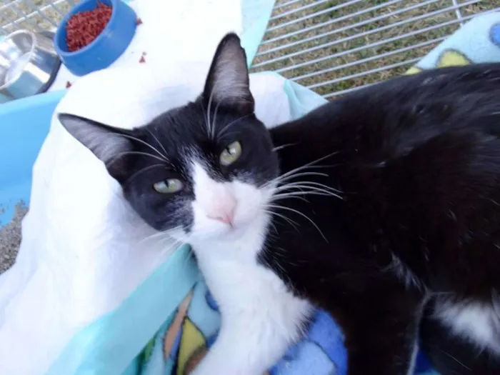 Gato ra a SRD idade 1 ano nome Julio