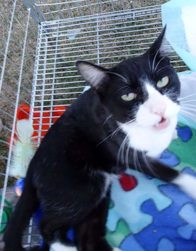 Gato ra a SRD idade 1 ano nome Julio